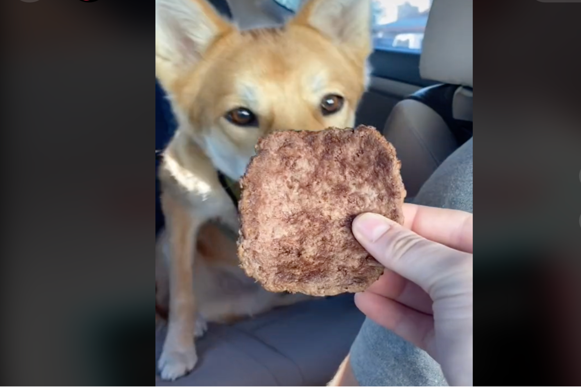 In-N-Out A Un Menu Secret Pour Les Chiens - 2 In-N-Out a un menu secret pour les chiens - 1