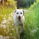 Comment Empêcher Votre Chien D'Apporter Des Allergènes Extérieurs Dans Votre Maison 1 Image for article titled How to Stop Your Dog From Bringing Outdoor Allergens Into Your Home