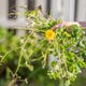 Comment Composter Les Mauvaises Herbes Sans Les Planter 1 Image for article titled How to Compost Weeds Without Actually Planting Them