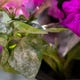 Comment Se Débarrasser De L'Oïdium Sur Vos Plantes 1 Image for article titled How to Get Rid of Powdery Mildew on Your Plants