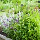 Les Meilleures Herbes Vivaces Que Vous Devriez Planter Dans Votre Jardin 1 Image for article titled The Best Perennial Herbs You Should Plant in Your Garden