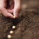 Pourquoi Vos Graines Ne Germent Pas 1 Image for article titled Why Your Seeds Aren't Sprouting