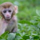 Super, Maintenant Faut-Il S'Inquiéter Du Monkeypox? 1 Image for article titled Great, Now We Have to Worry About Monkeypox?