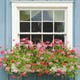 Plantez Ces Fleurs Difficiles À Tuer Dans Des Jardinières 1 Image for article titled Plant These Hard-to-Kill Flowers in Window Boxes